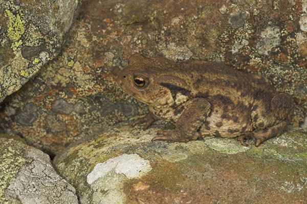 Toad on rocks.