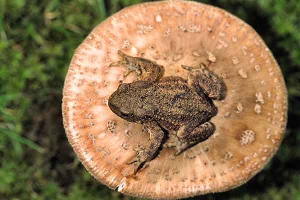 Toad's stool.