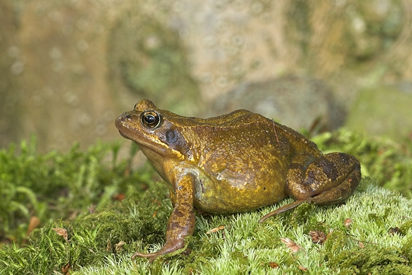 Common Frog on moss.