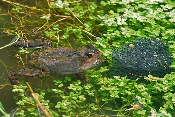 Frog and spawn.