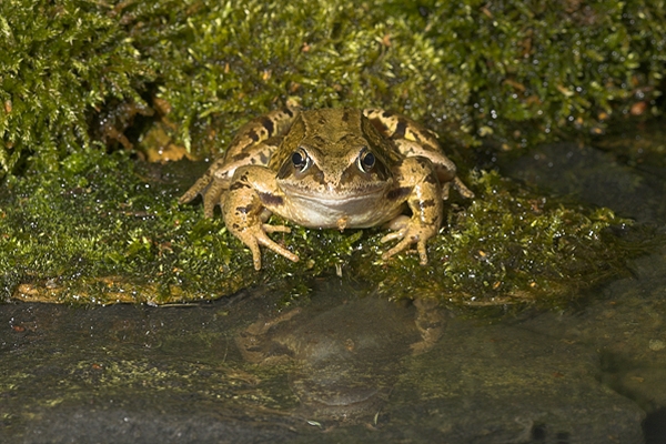 Frog at pool 2. Aug '10.