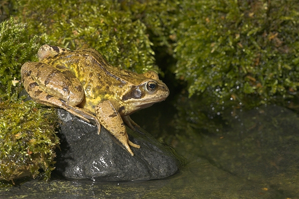 Frog at pool 1. Aug '10.