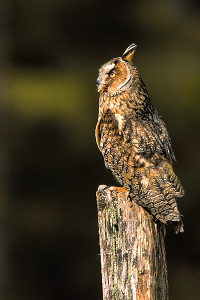 Long Eared Owl on post.