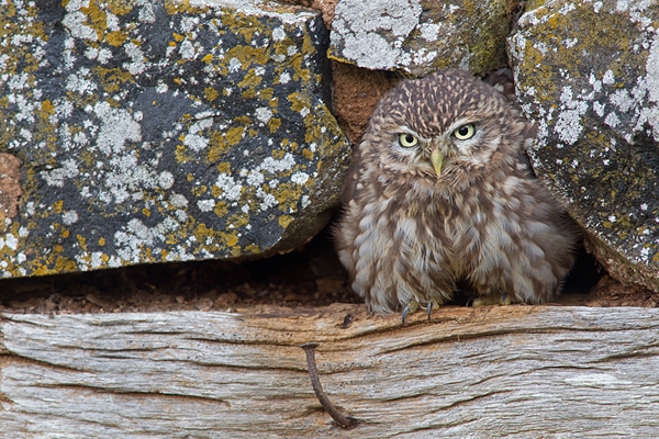 Little Owl fluffed up 1. Oct. '14.