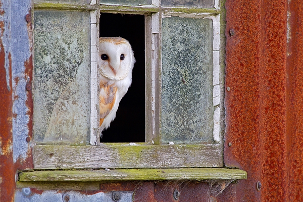 Barn Owl in window 1. Oct. '14.