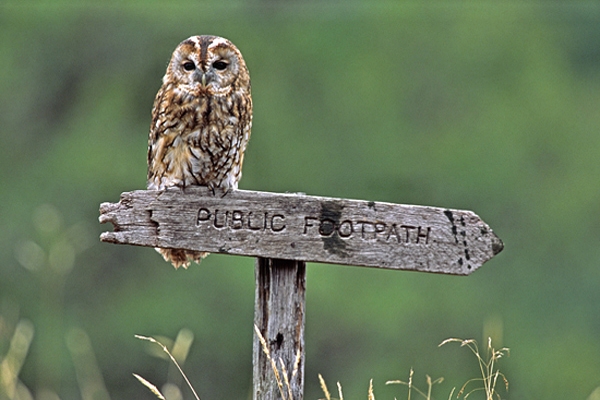 Tawny on signpost.