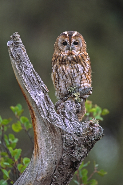 Tawny on upright branch.