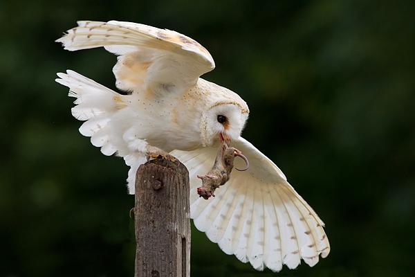 Barn Owl with mouse in beak 1. Sept. '16.