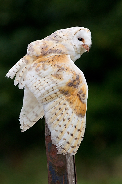 Barn Owl on post with dropped wings. Sept. '16.