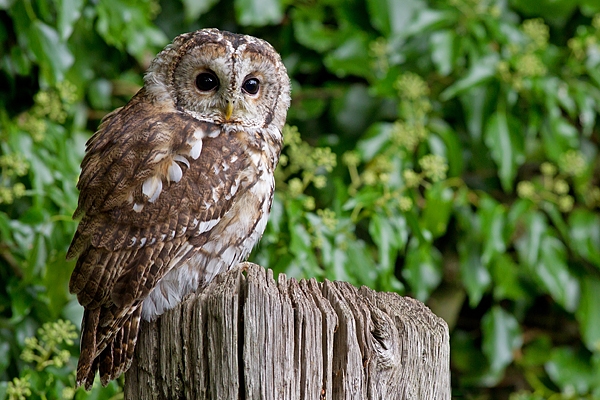 Tawny on post and ivy. Sept. '16.
