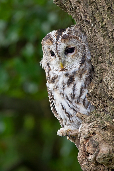 Tawny on tree. Sept. '16.