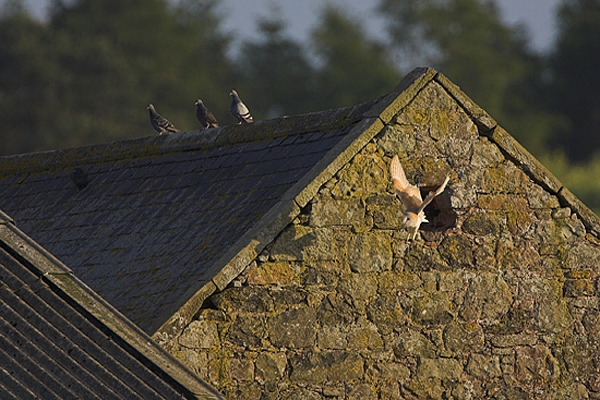 Barn Owl leaves barn.