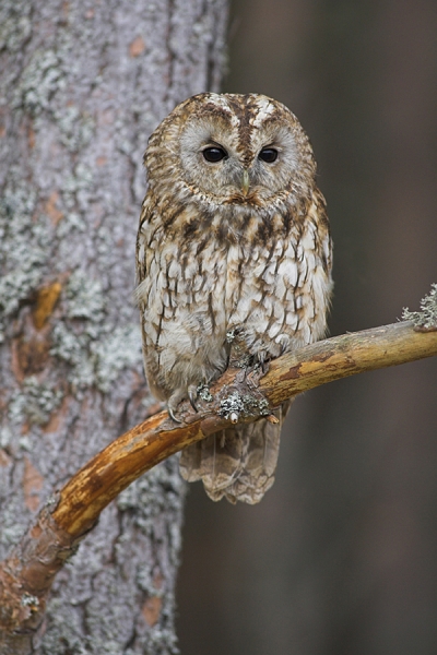 Tawny on pine branch.