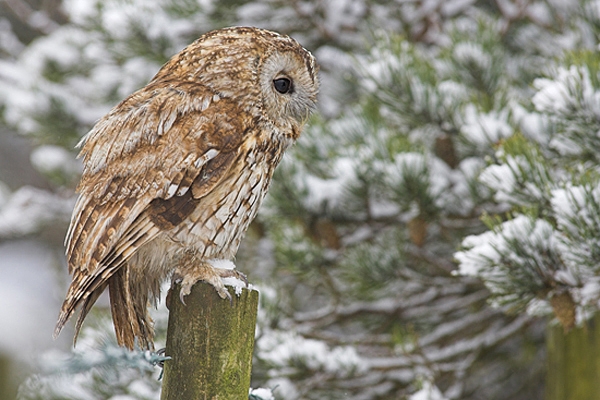 Tawny on snowy post.