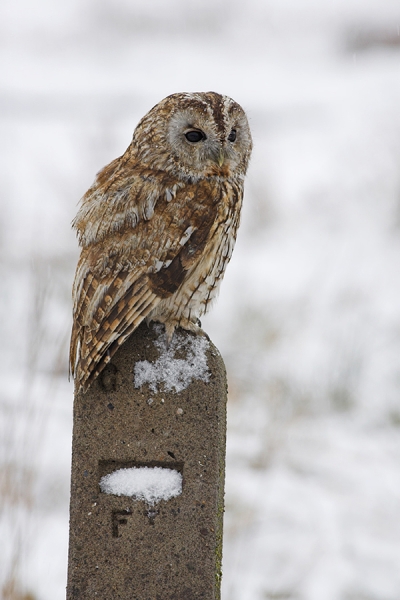 Tawny Owl on GPO post.