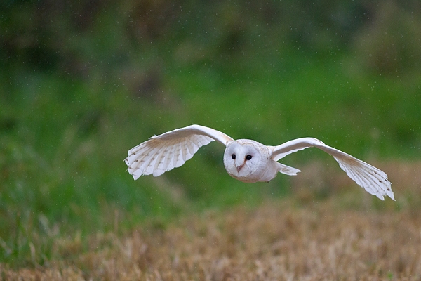 Barn Owl flying in the rain. Oct. '17.