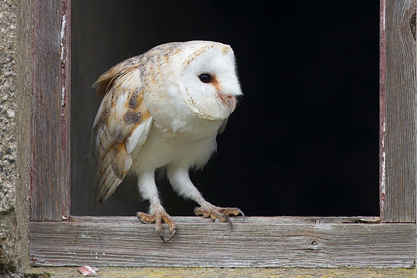 Barn Owl in plain window. Oct. '17.