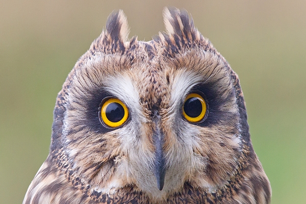 Short Eared Owl portrait. Oct. '17.