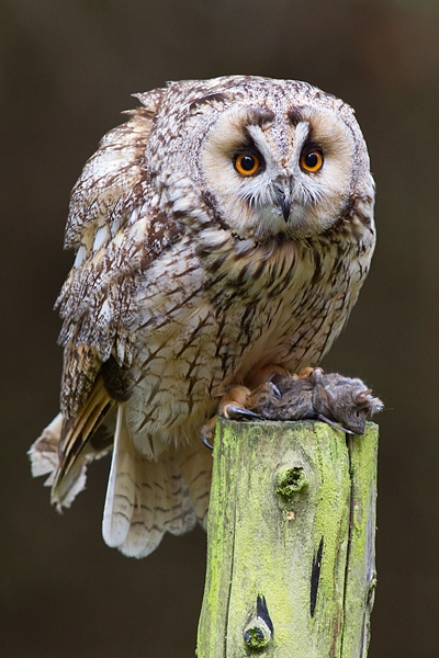 Long Eared Owl with mouse prey. Oct. '17.