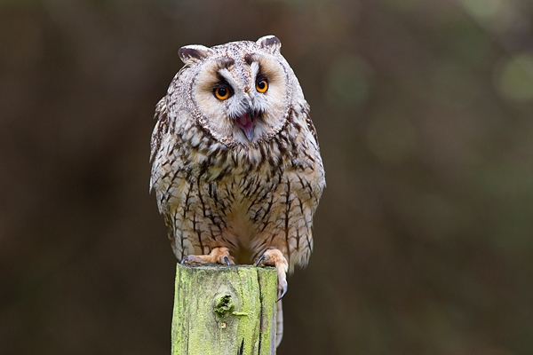 Long Eared Owl calling on post. Oct. '17.