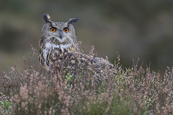 Eurasian Eagle Owl.