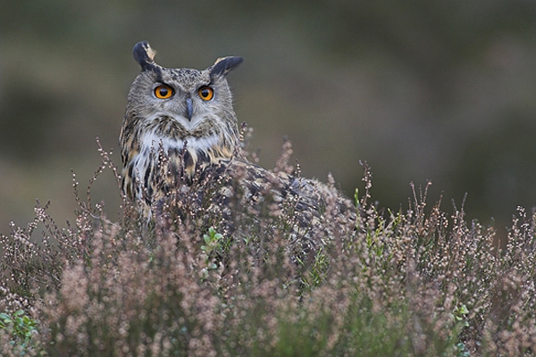 Eurasian Eagle Owl.