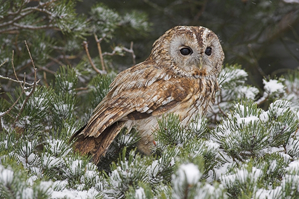 Tawny on snowy pine needles.