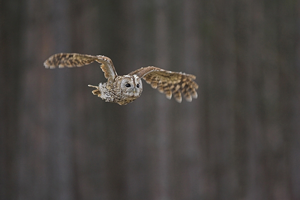 Tawny in flight 2.