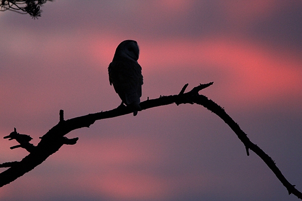 Sunset silhouetted Barn Owl.