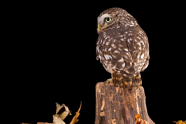 Little Owl on stump in leaves 4. Nov '19.