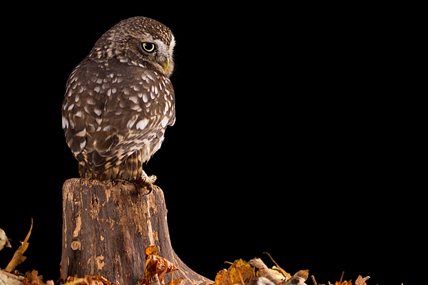 Little Owl on stump in leaves 3. Nov '19.