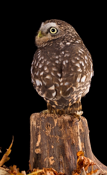 Little Owl on stump in leaves 2. Nov '19.