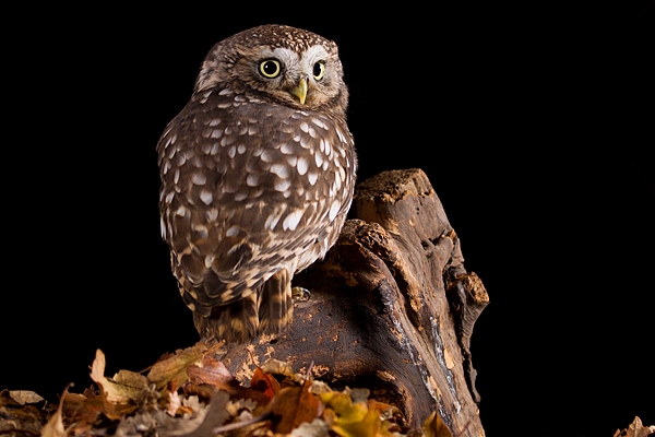 Little Owl on stump in leaves 1. Nov '19.