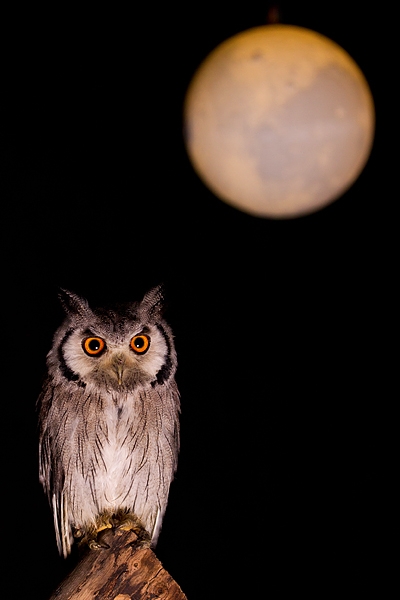 Scops Owl in the moonlight 2. Nov '19.