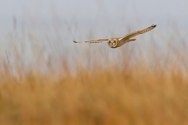 Short Eared Owl thru grasses. Oct. '23.