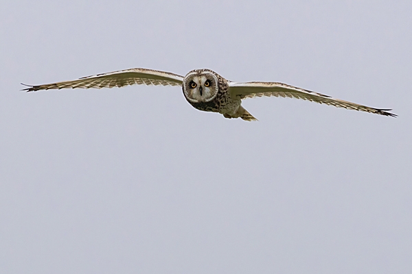 Short Eared Owl in flight 3. Oct. '23.
