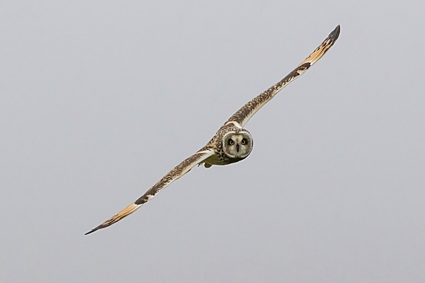 Short Eared Owl in flight 2. Oct. '23.