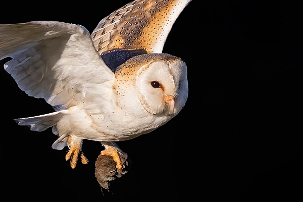 Barn Owl in flight with vole prey,close up. Mar. '24.