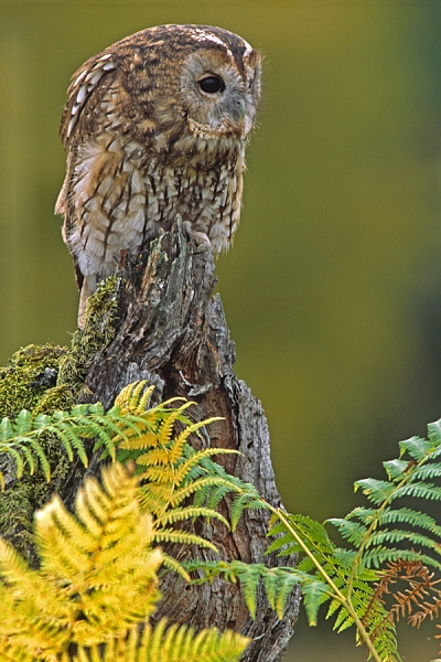 Tawny on bracken stump,hunched.