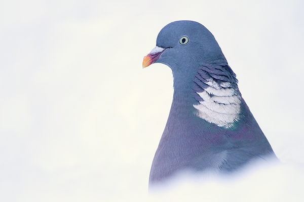 Woodpigeon. Dec. '10.