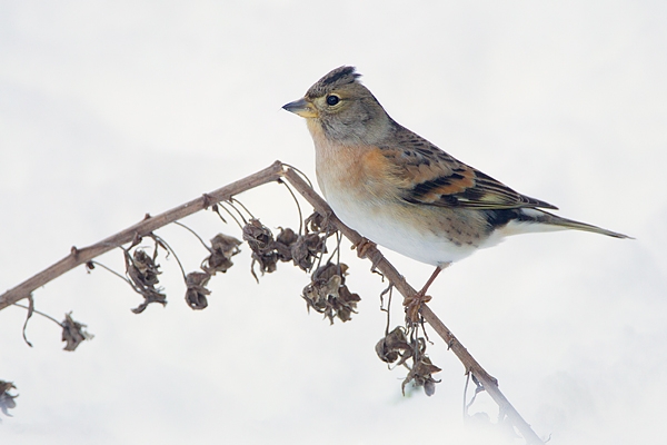 Female Brambling. Dec.'10.