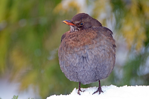 Fem.Blackbird,fluffed out. Dec. '10.