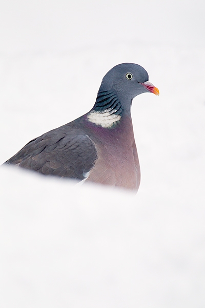Woodpigeon in snow 5. Dec. '10.