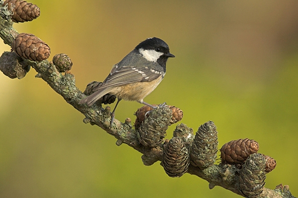 Coal Tit on larch cones.