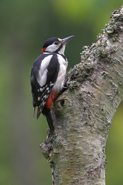 G S Woodpecker,m on silver birch tree.