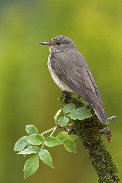 Spotted Flycatcher on elder branch.