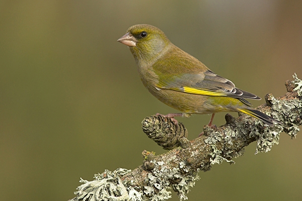 Greenfinch,m on lichen branch.