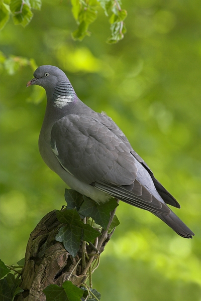 Woodpigeon on ivy stump.