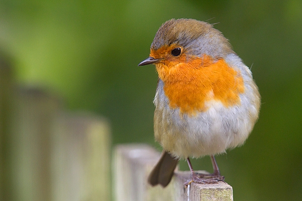 Robin on fence 2. Aug. '14.