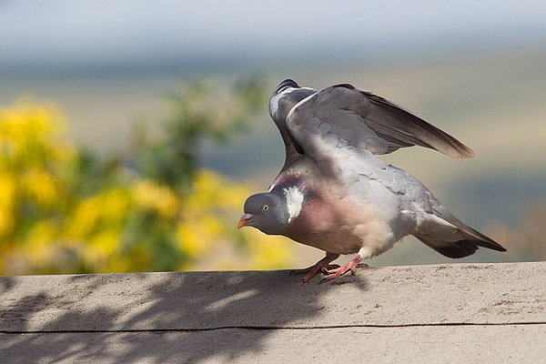 Wood Pigeon on shed roof. Aug. '14.